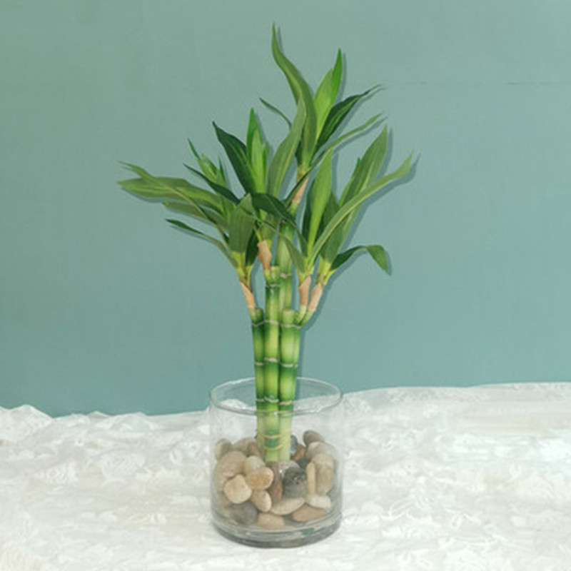 Snake Plant - Nueva Planta Artificial de Bambú de