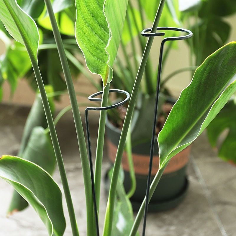Anillo de estaca de soporte pa - Plant Support Stake reseña y precio
