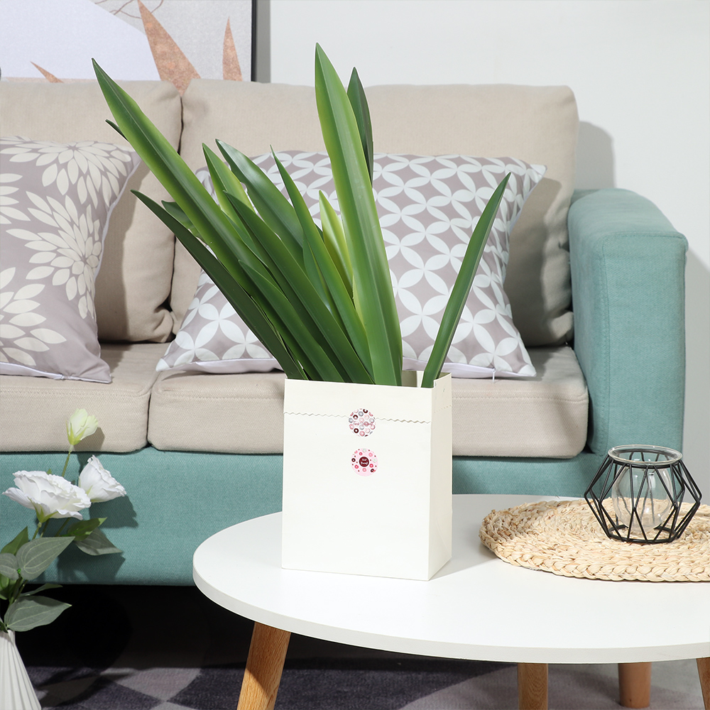 Suministros de fiesta de alto  - Snake Plant reseña y precio