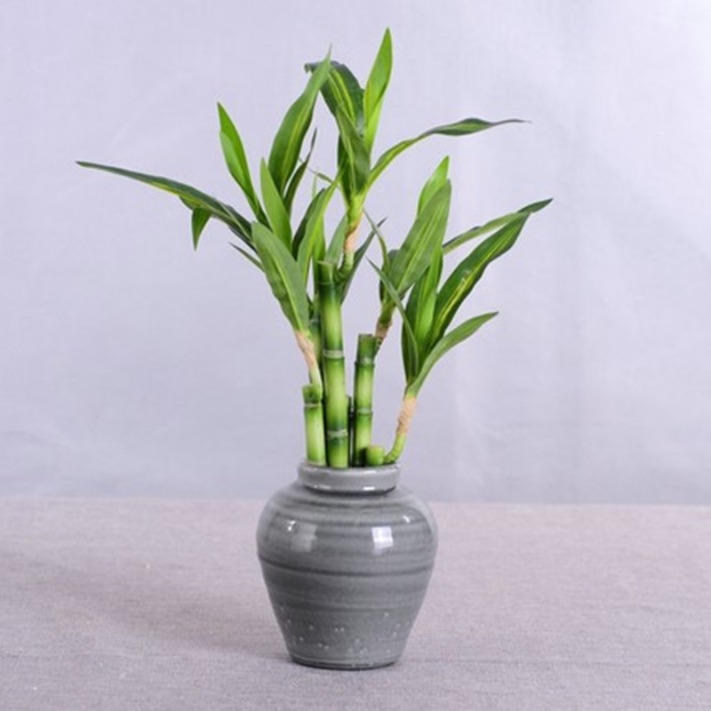 Nueva Planta Artificial de Bam - Snake Plant reseña y precio