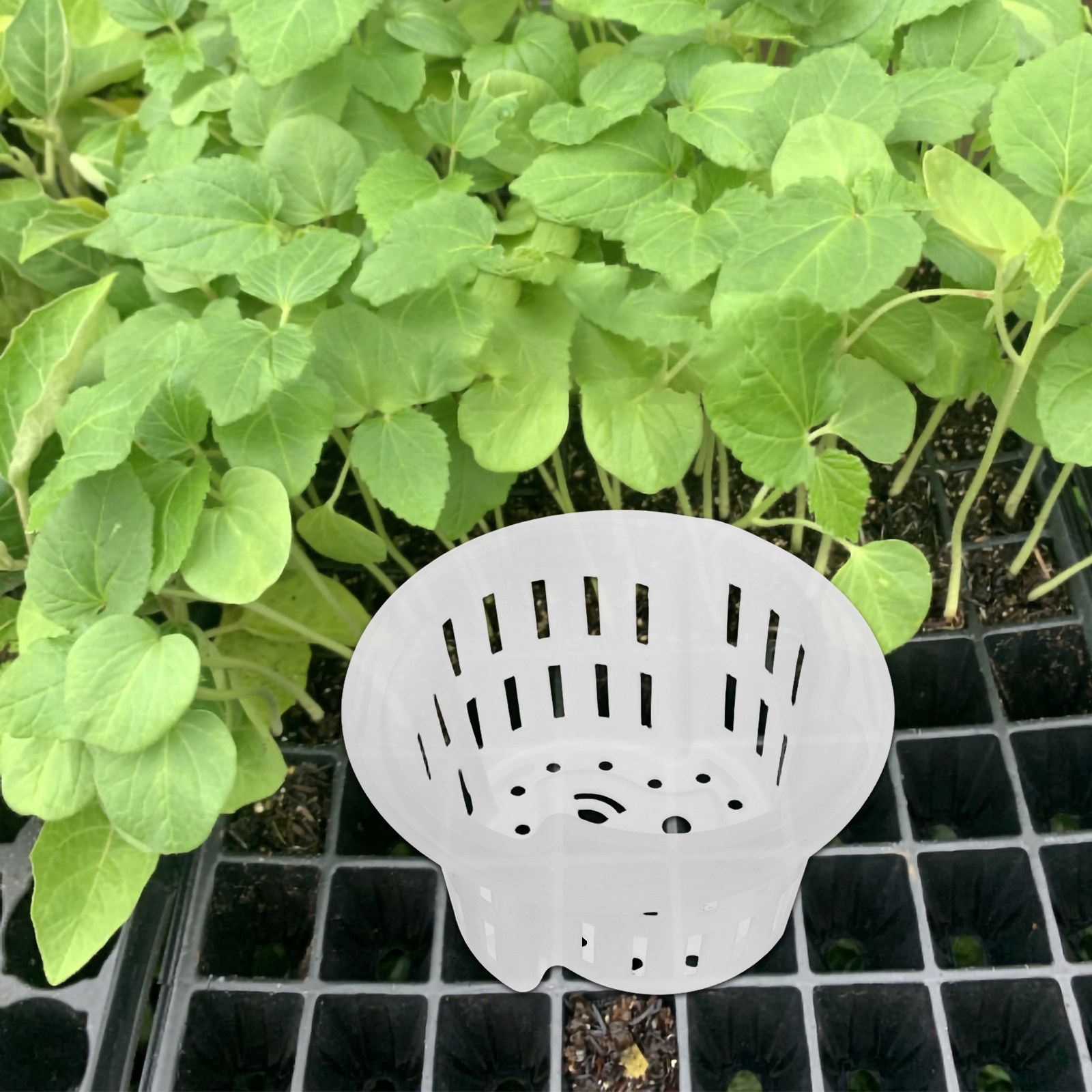 4 unidades de macetas de plást - Plant Pot reseña y precio