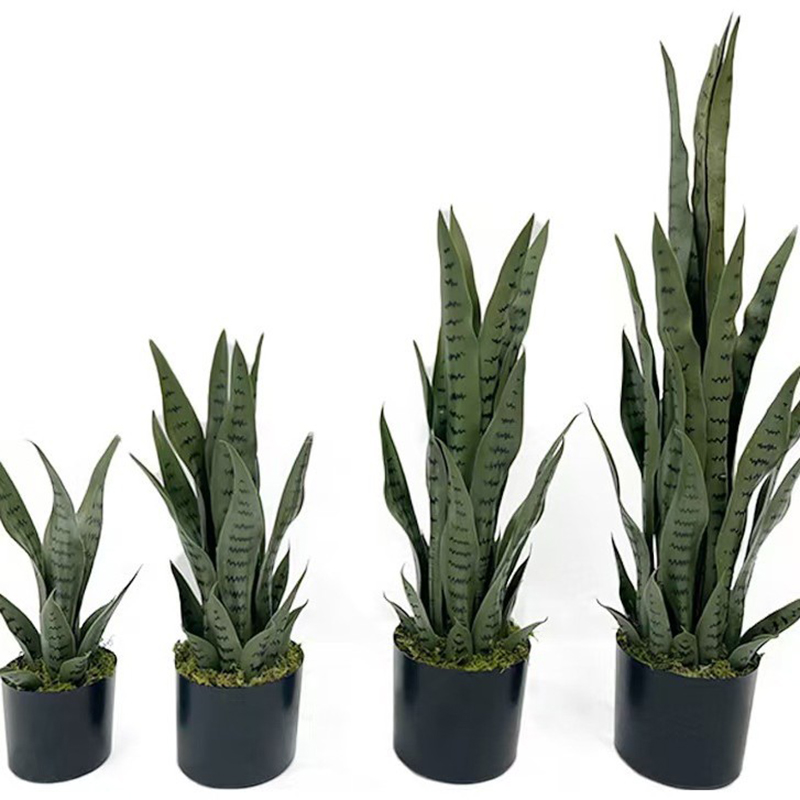 Planta de Sansevieria Artifici - Fiddle Leaf Fig reseña y precio