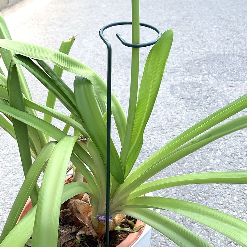 Soporte de arbustos para plant - Plant Support Stake reseña y precio