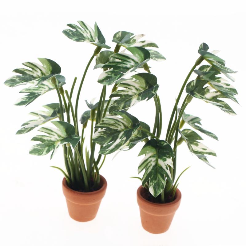 Nuevo. 1 unidad. Planta verde  - Pothos reseña y precio