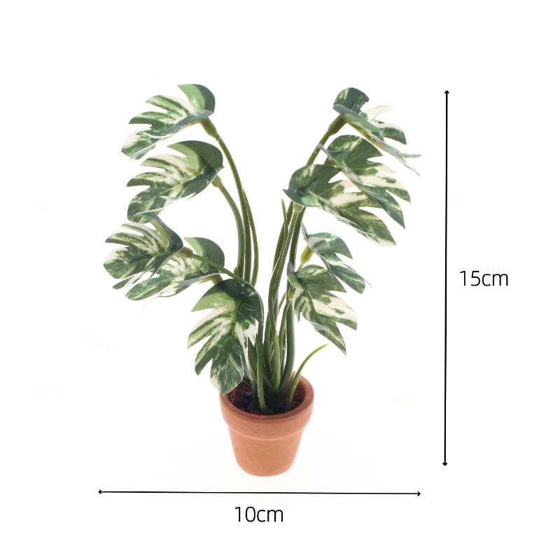 Nuevo. 1 unidad. Planta verde  - Pothos reseña y precio