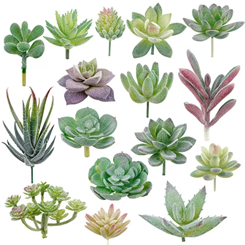 10/20 Piezas de Plantas Sucule - Snake Plant reseña y precio